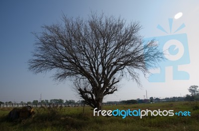 
Dead Trees Dry Lawn Vast Walls. And A Cement Mixer Crash Set As… Stock Photo