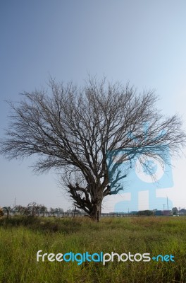 
Dead Trees Dry Lawn Vast Walls. And A Cement Mixer Crash Set As… Stock Photo