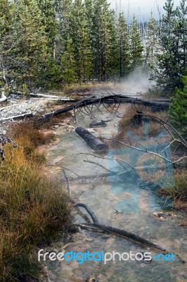 Dead Trees In A Yellowstone Creek Stock Photo