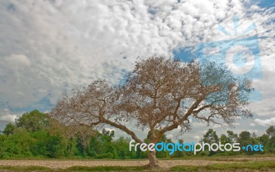 Dead Trees In Rural Forests Stock Photo