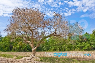 Dead Trees In Rural Forests Stock Photo