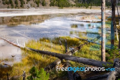 Dead Trees In The Grand Prismatic Spring Stock Photo