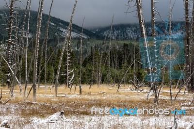 Dead Trees In Yellowstone Stock Photo