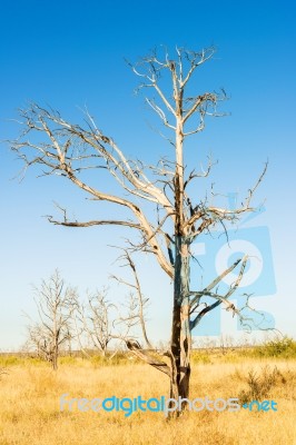 Dead Trees On The Road To Black Canyon Of The Gunnison National Stock Photo