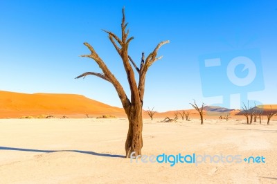 Dead Vlei Near Sesriem In Namibia Stock Photo