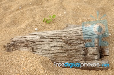 Dead Wood Sink In Sand And Small New One Stock Photo