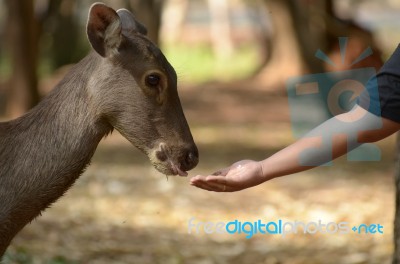 Dear In Open Zoo Stock Photo