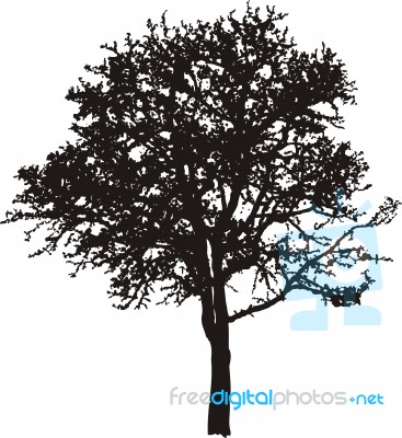 Deciduous Tree Stock Image