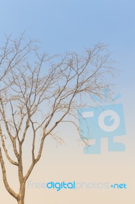 Deciduous Trees Stock Photo