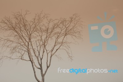 Deciduous Trees Stock Photo