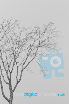 Deciduous Trees Stock Photo