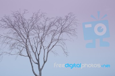 Deciduous Trees Stock Photo