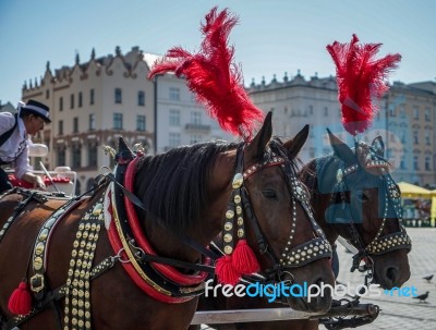 Decorated Horses In Krakow Stock Photo