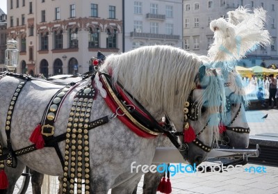 Decorated Horses In Krakow Stock Photo