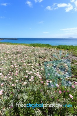 Deep Blue Sea And Beautiful Flowers Stock Photo