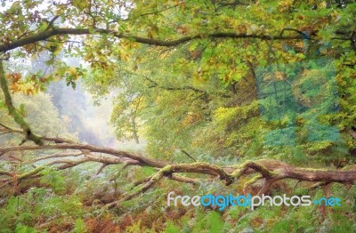 Deep Forest Stock Photo