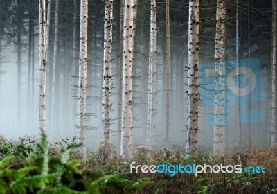 Deep Forest Stock Photo