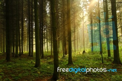 Deep Forest Stock Photo