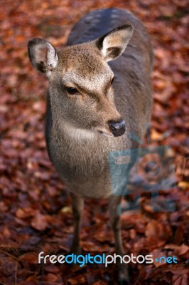 Deer Stock Photo