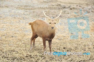 Deer Stock Photo