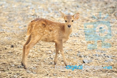 Deer Stock Photo