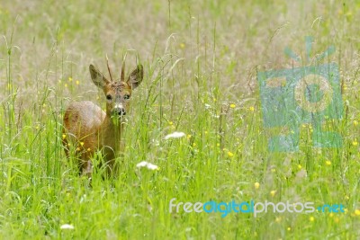 Deer Stock Photo