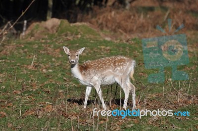 Deer Stock Photo