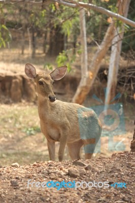 Deer Stock Photo