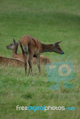 Deer Stock Photo