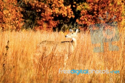 Deer During Fall In Indiana Stock Photo