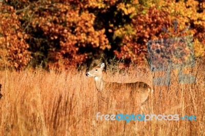 Deer During Fall In Indiana Stock Photo