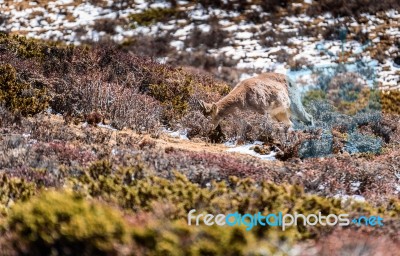 Deer Eating Grass On The Mountains Stock Photo