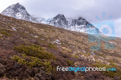 Deer Eating Grass On The Mountains Stock Photo