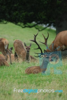 Deer Family Stock Photo