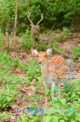 Deer From Forest Stock Photo