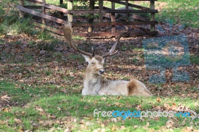 Deer Having A Rest Stock Photo