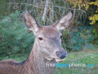 Deer Head Stock Photo