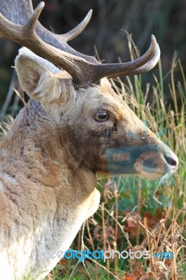 Deer Head Closeup Stock Photo