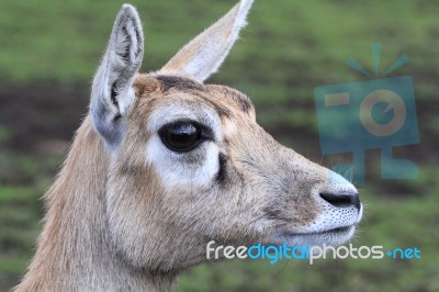 Deer Head Closeup Stock Photo