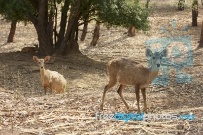 Deer In Forest Stock Photo