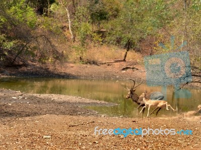 Deer In Forest Stock Photo