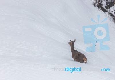 Deer In The Snow! Stock Photo