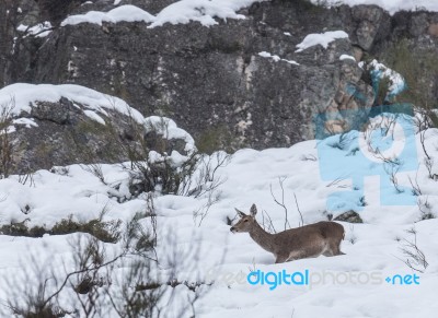 Deer In The Snow! Stock Photo