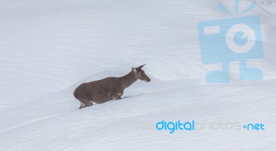 Deer In The Snow! Stock Photo