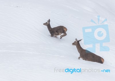 Deer In The Snow! Stock Photo