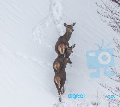 Deer In The Snow! Stock Photo