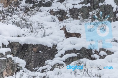 Deer In The Snow! Stock Photo