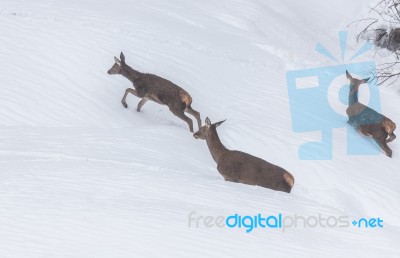 Deer In The Snow! Stock Photo