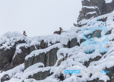 Deer In The Snow! Stock Photo