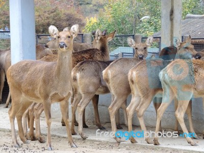 Deer In Zoo Stock Photo